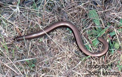 Slow-worm moving